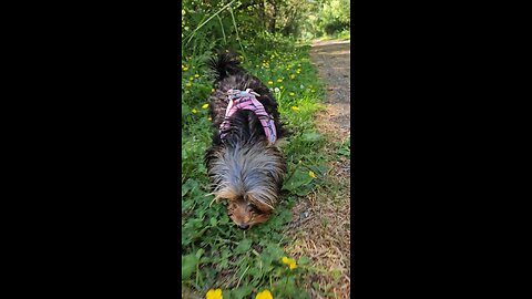cute yorkie puppy