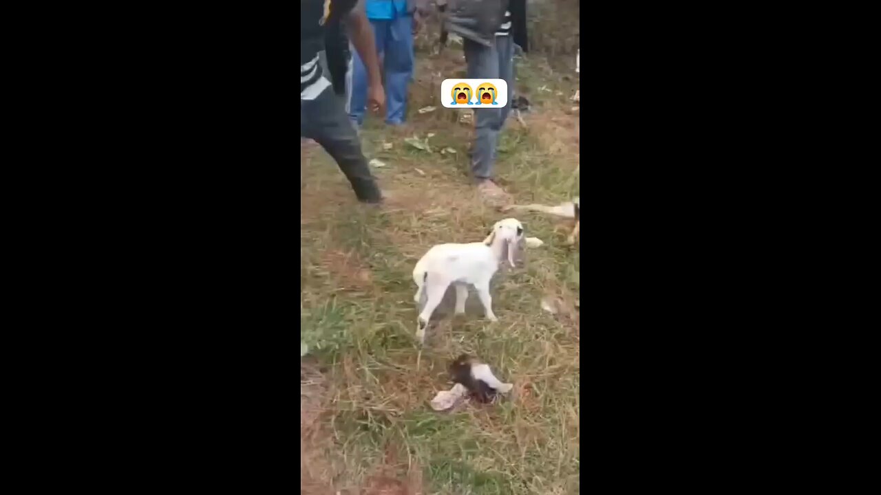 Cruel People Are Torturing a Goat | Heartbreaking Scenes