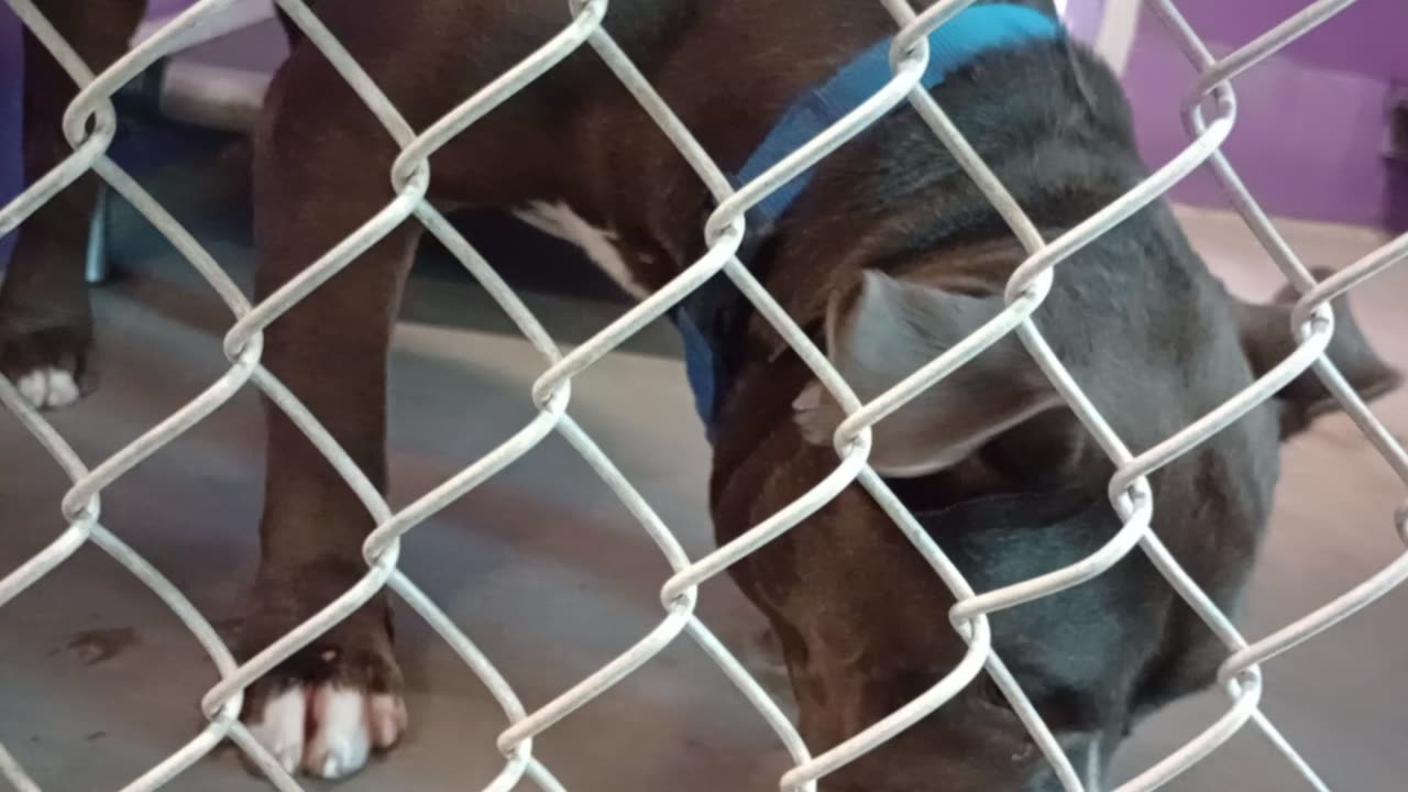 Potato 2y Pet Id 946743 kennel 22 HSSAZ shelter kinda nervous but eye-contact ok with her20250822647