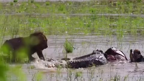 A big gamble! A fatal confrontation near the wetland