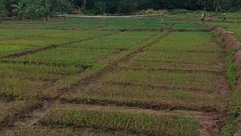 Walking Through Our Peaceful Onion Garden 🌰 | Nature Vibes & Farm Life