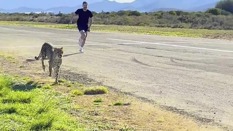 Can i reached cheetah