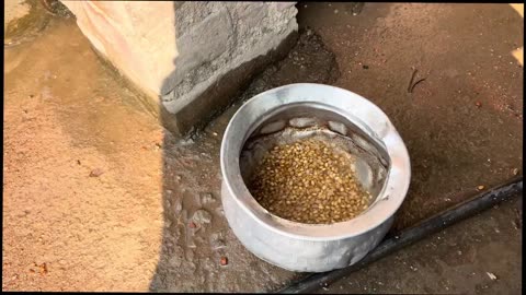 Winter season lovebirds care