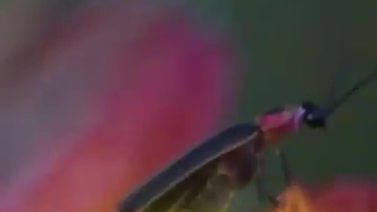 Fireflies light up through a chemical reaction in their abdomen!