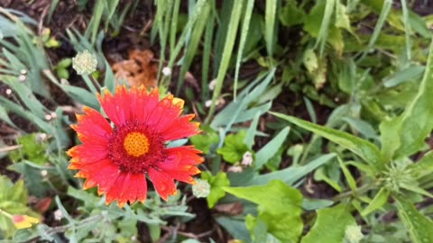 Indian Blanket
