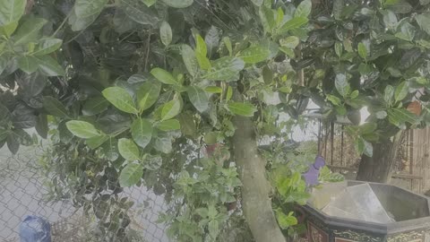 Jackfruit tree with leaves and fruits by my pond_003_Date 09.09.2025