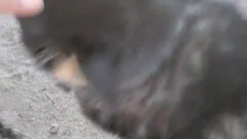 072825 DOG PATROL LIVE