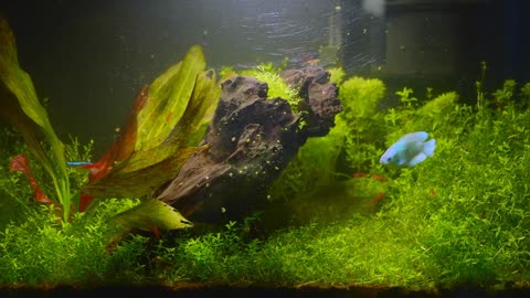 FISH