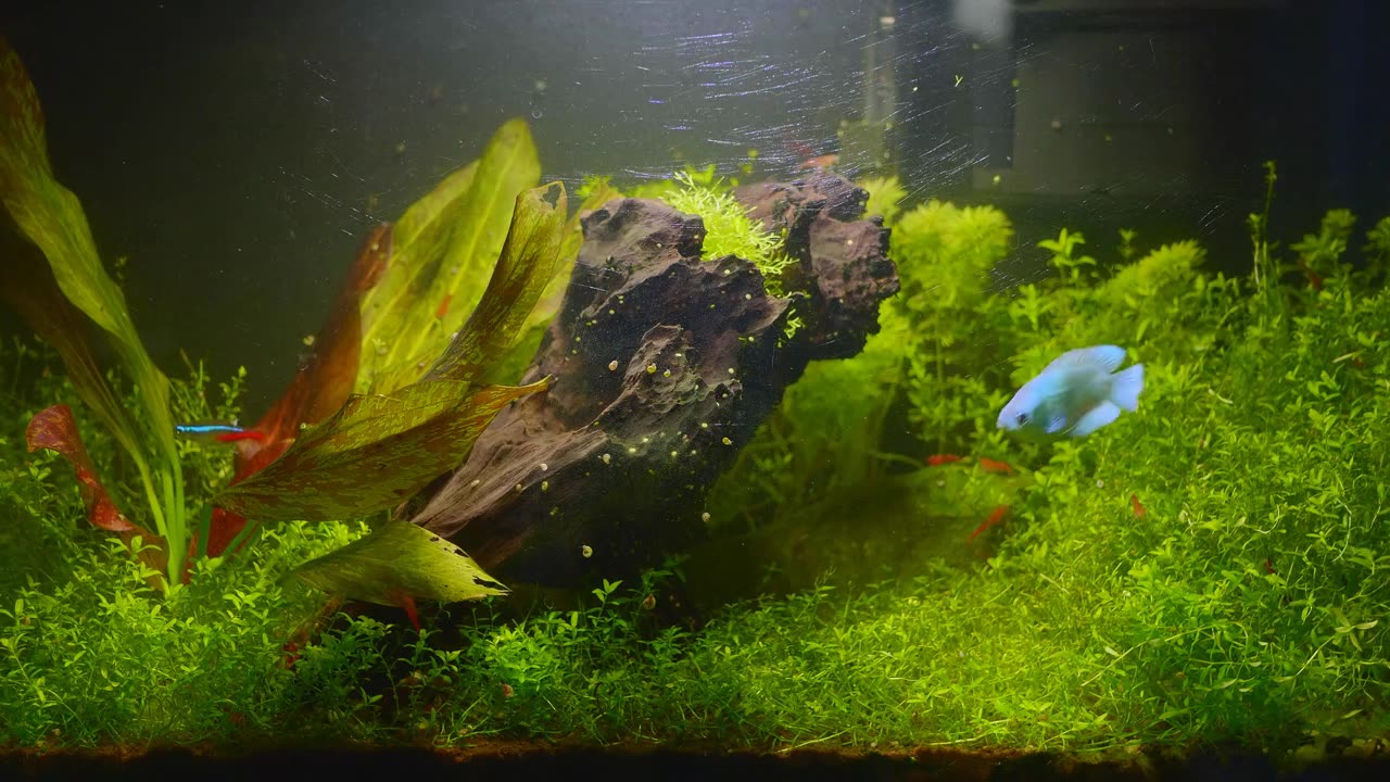 FISH