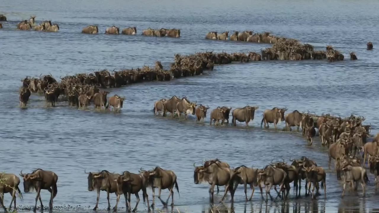 Serengeti Wildebeest Migration Safari
