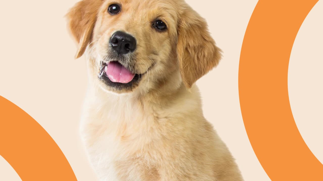 The Ultimate Indestructible Dog Toy