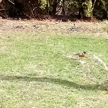 Spotted a Beautiful Robbin In West Kelowna BC 🇨🇦 April 4 2025