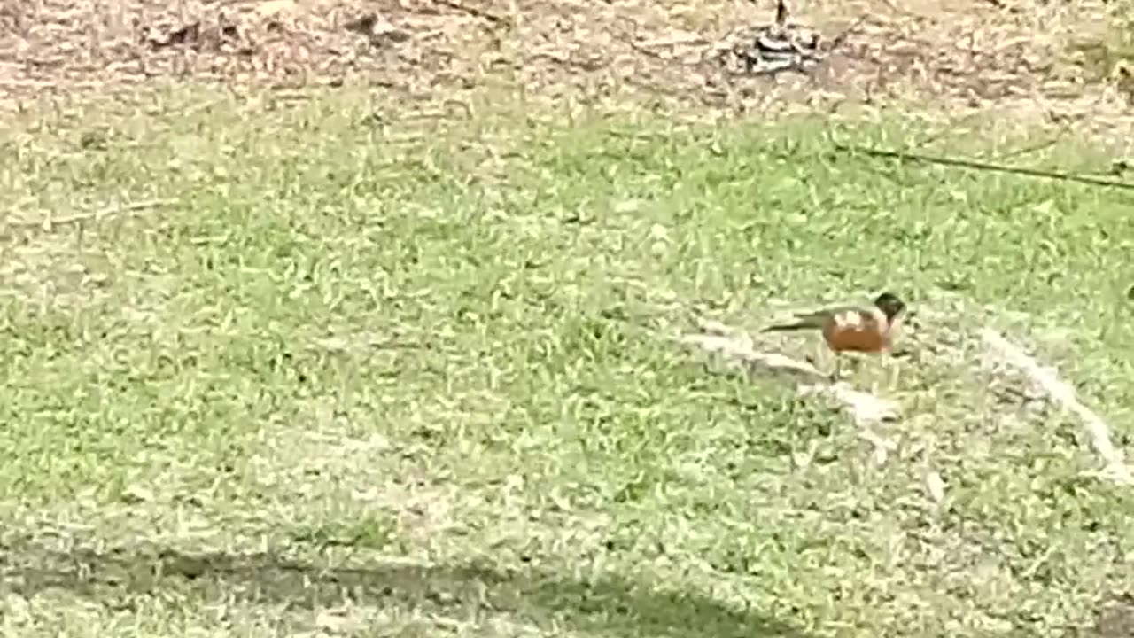 Spotted a Beautiful Robbin In West Kelowna BC 🇨🇦 April 4 2025