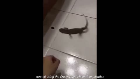funny lizart