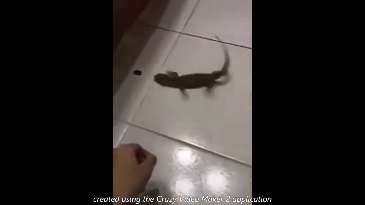 funny lizart