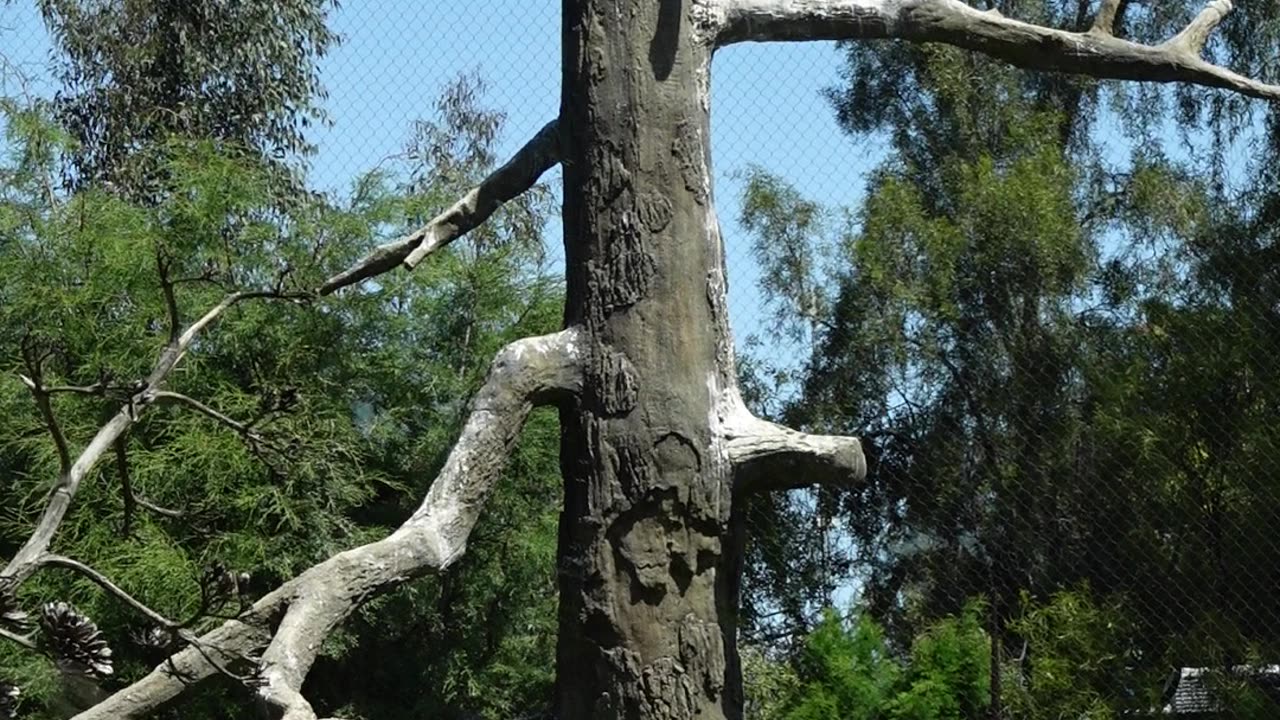 California Condor at The San Diego Zoo