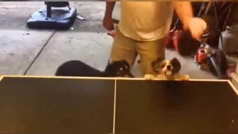 Funny video pets