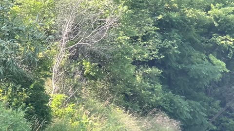 Kingfisher fishing the Humber River