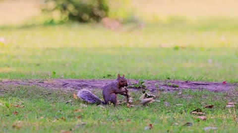 Funny Squirrel
