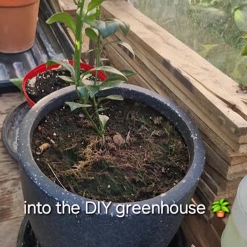 Entering the diy green house.