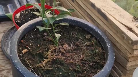 Entering the diy green house.