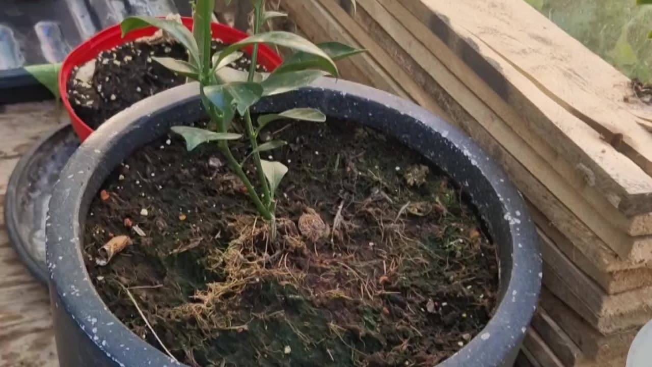 Entering the diy green house.