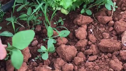 Weed or purslane?