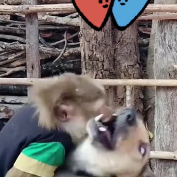 “Unlikely Besties: Heartwarming Love Between a Monkey and a Dog”😍
