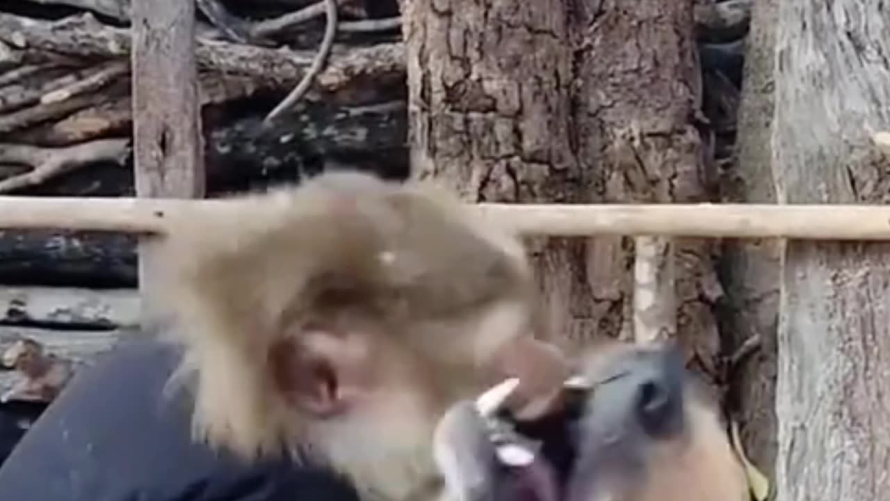 “Unlikely Besties: Heartwarming Love Between a Monkey and a Dog”😍