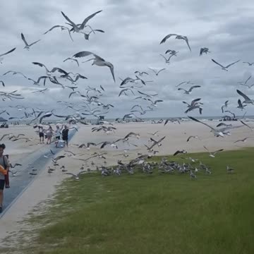HITCHCOCK BIRDS REUNION AT SIESTA KEY BEACH SARASOTA FLORIDA!