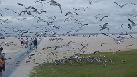 HITCHCOCK BIRDS REUNION AT SIESTA KEY BEACH SARASOTA FLORIDA!