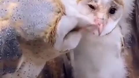 Сute owls #cute owl #funny owl videos #shorts
