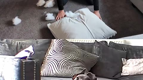 Funny Animals Videos vs. Me: Hilarious Pet Showdowns