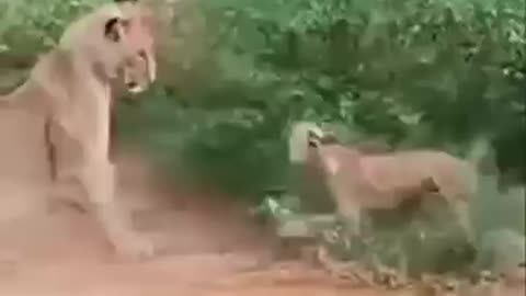 🐶 Dog Dares to Mess with a Lion… You Won’t Believe What Happens Next! 🦁