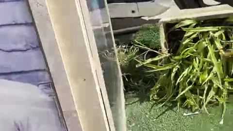 Jabal Abu Dheir, Jenin | Israeli occupation forces tore down banners honoring fallen Palestinians and spray-painted their faces with the Star of Moloch, desecrating their memory.