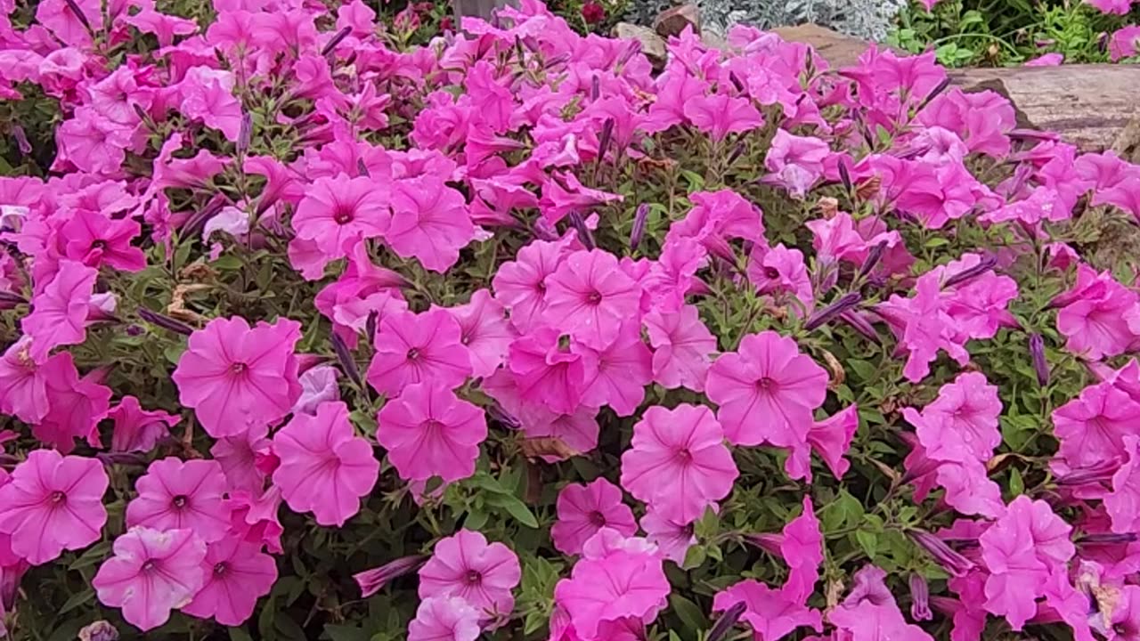 All Rise Petunias in the Rain.
