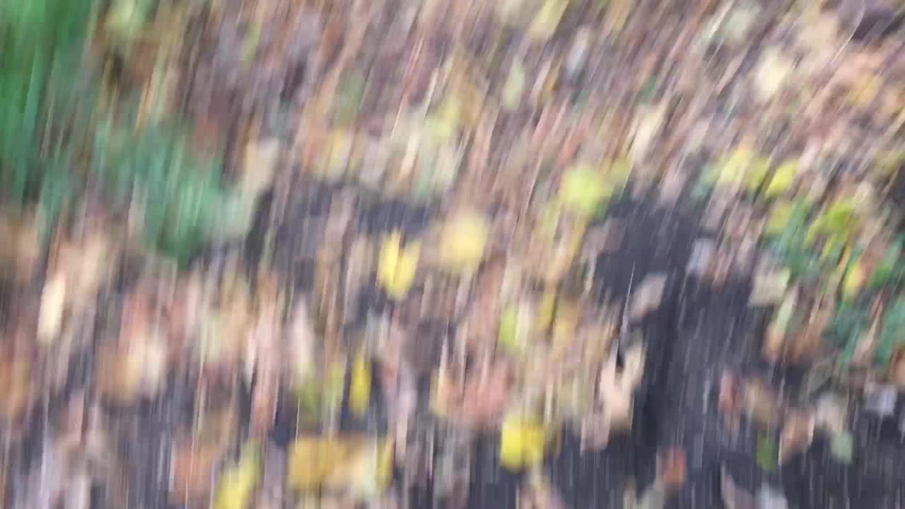 Quick Walk in the Forest