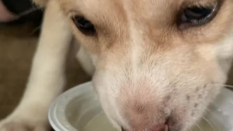 Little dog