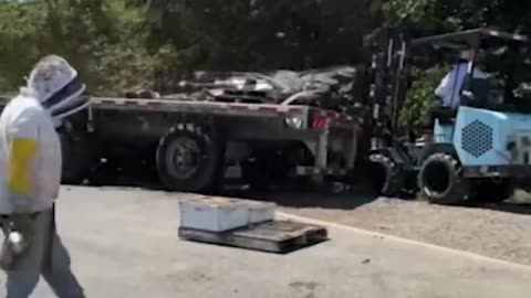Millions of BEES are FREE on the highway by flipped over truck