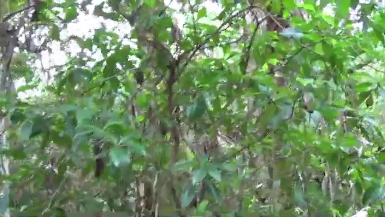 Wild Coffee Indigenous to Florida