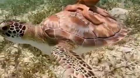 Turtle clip