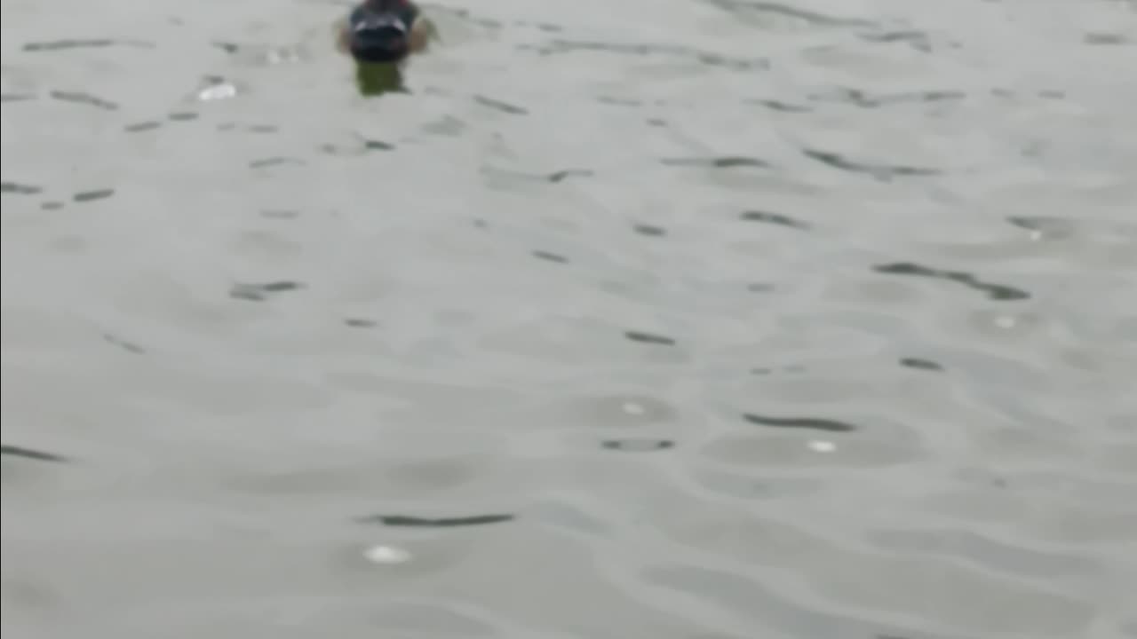 Wood duck