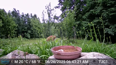 Squirrel Conflict
