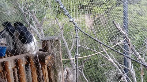 Cheyenne Mountain Zoo Part 16