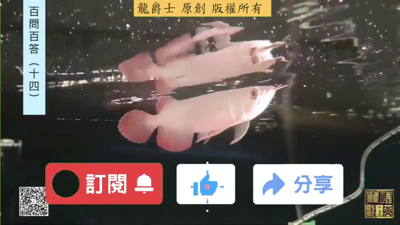 【龍爵士】千問千答 Q140 維他命加水裡還是飼料裡