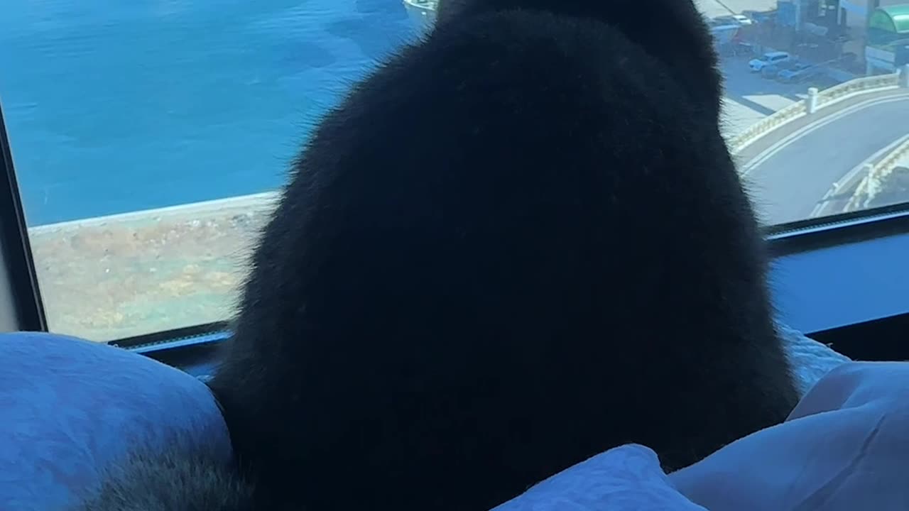 Emotions with cats