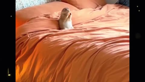 De que parece un niño lo parece