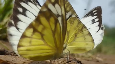 Beautiful Butterflies in Nature – Peaceful and Relaxing Video