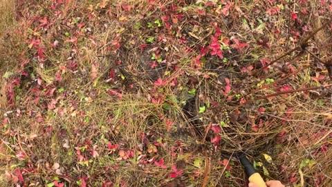 ОТец копает коренья и добывает ягоды 11 10 25