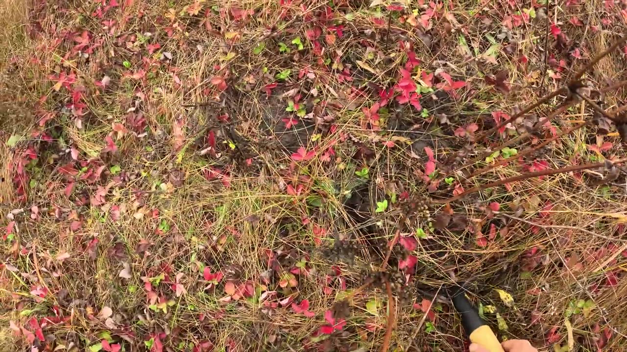 ОТец копает коренья и добывает ягоды 11 10 25